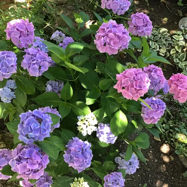 L'hortensias au couleur sublime