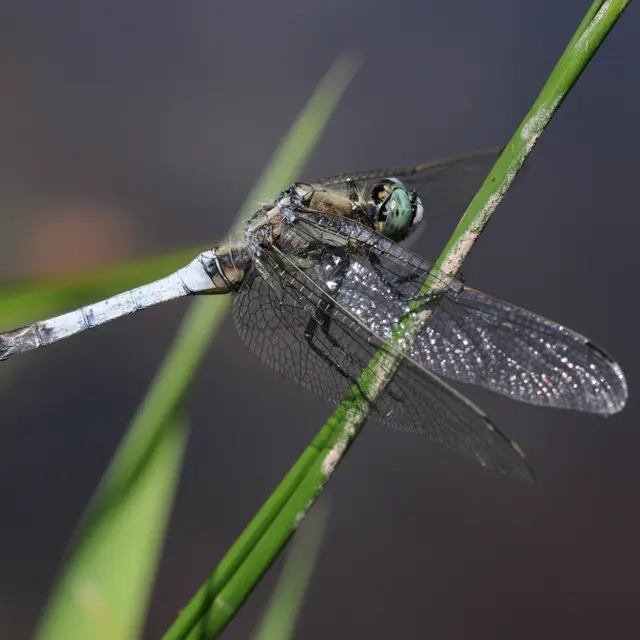 Libellule_Balade Nature_ABC