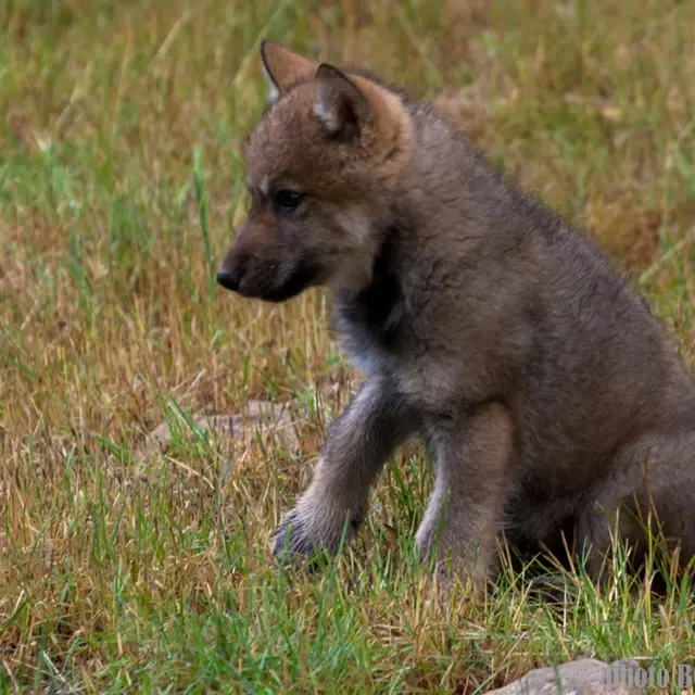 Parc animalier de Gramat