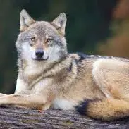 Loup