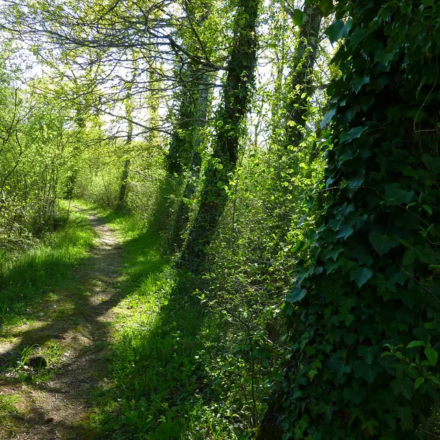 Marais de Bonnefont - Sentier sous les arbres © Lot Tourisme - C. Sanchez