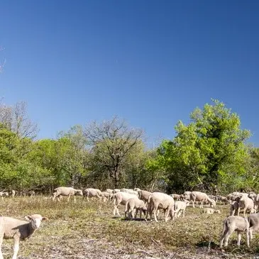 OK- Table-ronde 10 mai Floirac- Moutons sur le Causse © Lot Tourisme C. Novello