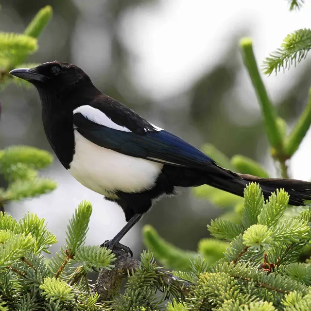 Oiseau