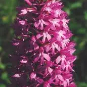 Orchidée du Quercy