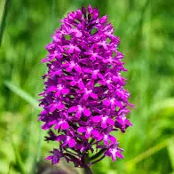 Orchidée sauvage