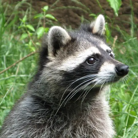 Parc Animalier - Gramat