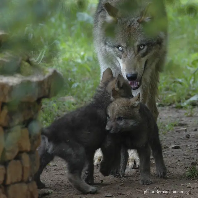 Parc-Animalier-Gramat-Loup