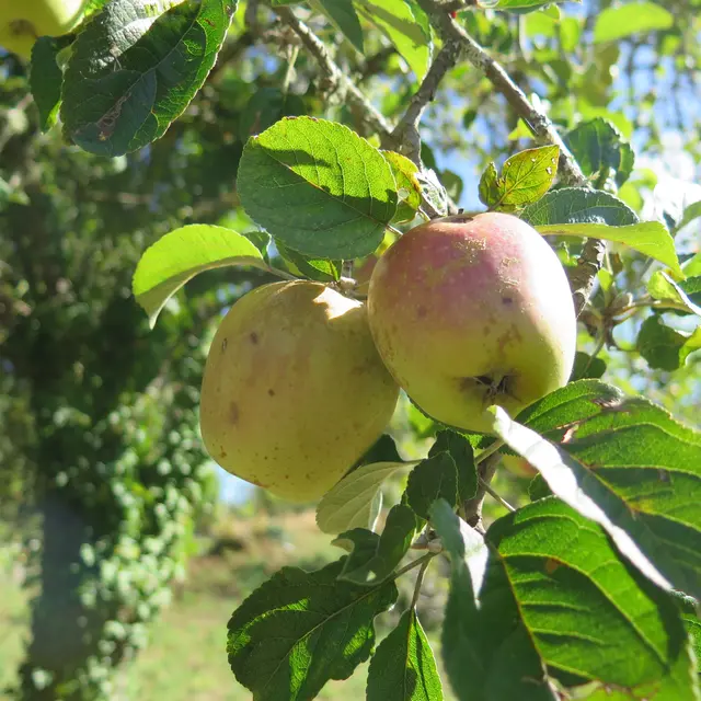 Pommes corréziennes