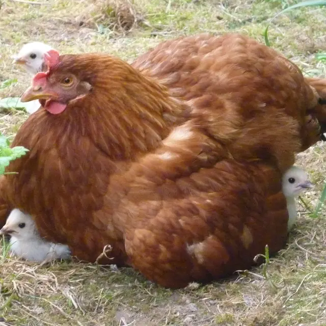 Poule_et_ses_poussins