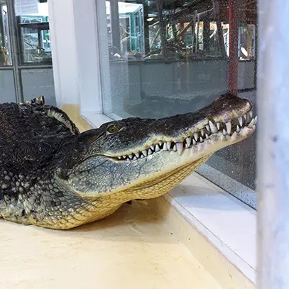 Reptiland_crocodile-nil-nenette2