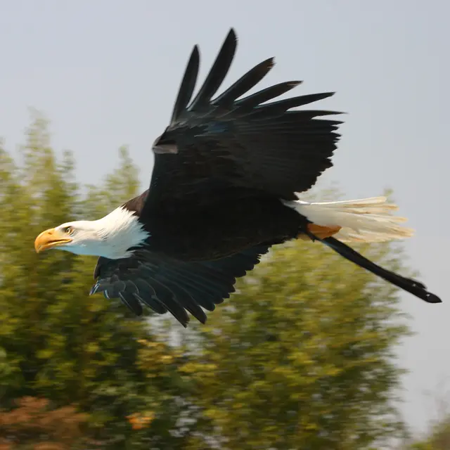 RocherAigles_Aigle américain