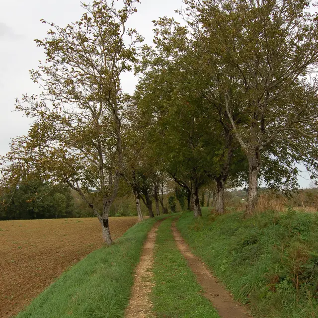 Thégra_Chemin - Falguières