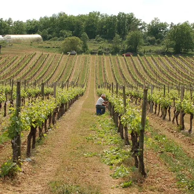 VIN_MILLE_ET_UNE_PIERRES_BRANCEILLES_2