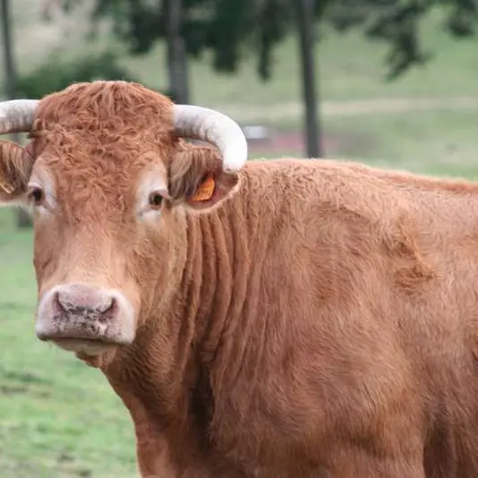 Vache_limousine_race_bovine