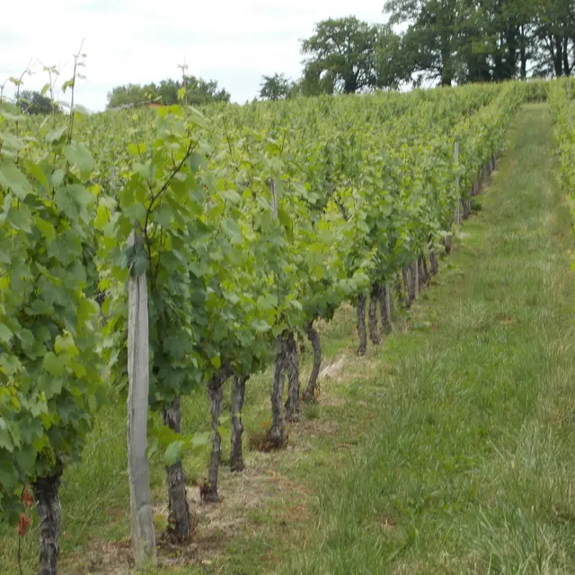 Vignes