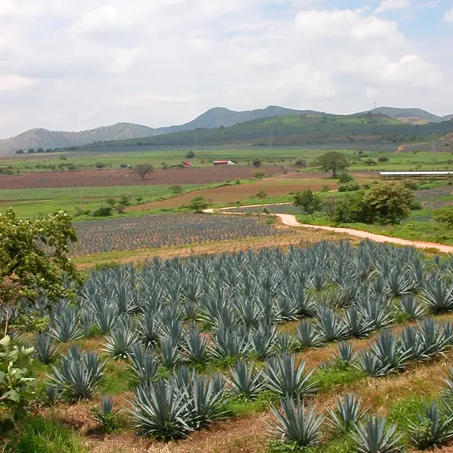 associationtequilamartel-photosoliviacampos