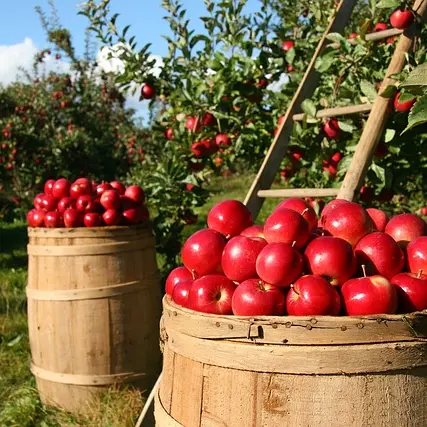 apples-1872997_640