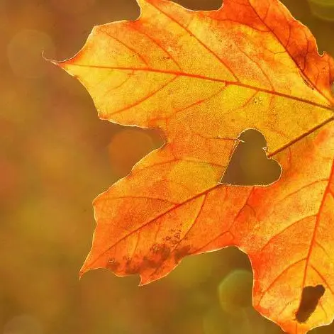 automne