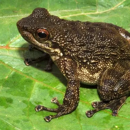 batracien