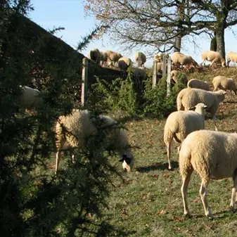 Moutons à lunettes