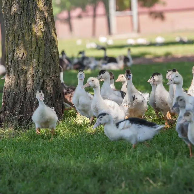 canards_©FermeDesCampagnes