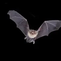chauve-souris_medium