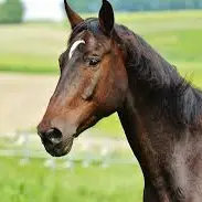 cheval