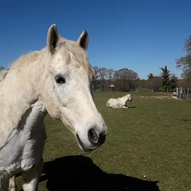 chevaux rock dart au soleil