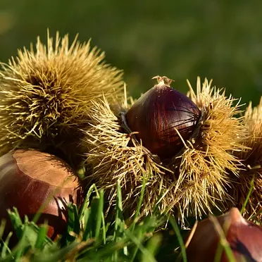 chestnut