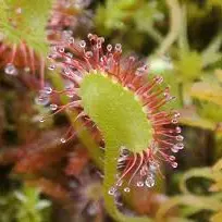 droseria