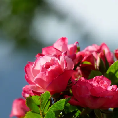 fleurs