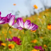 fleurs-troc aux plants