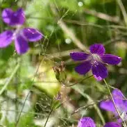 géranium sauvage