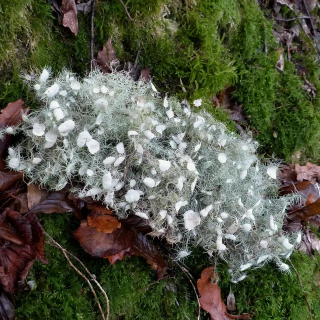 lichen