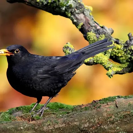 merle et ses oiseaux