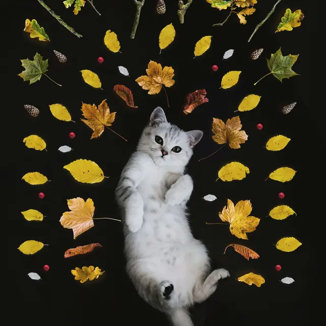 nadi-whatisdelirium-fZ8uf_L52wg-unsplash