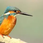 oiseau exotique