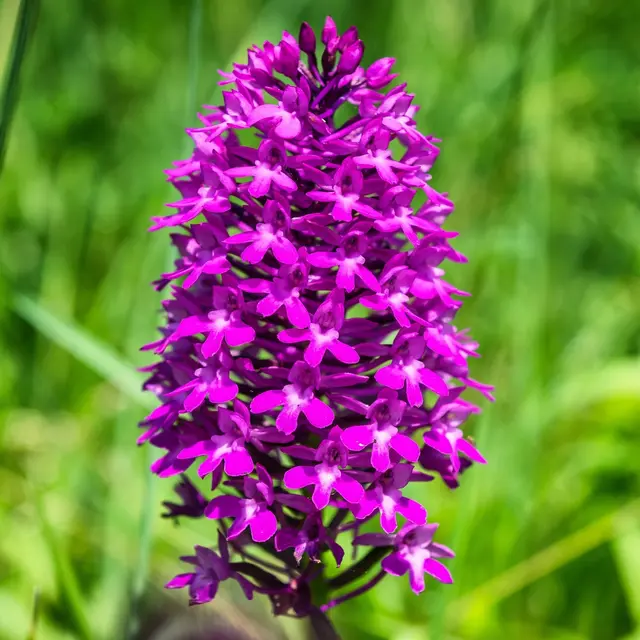 orchidée sauvage