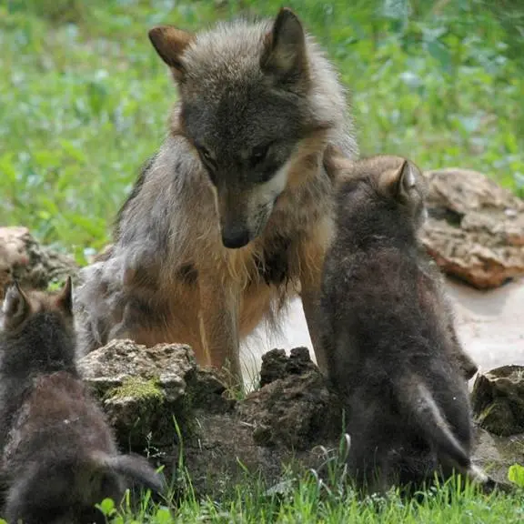 parc+animalier+de+gramat+-+loups