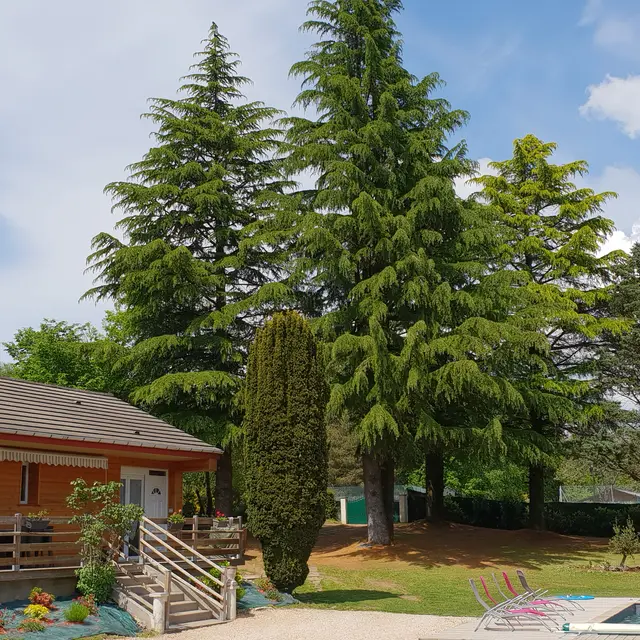 Le chalet des sapins mellifères