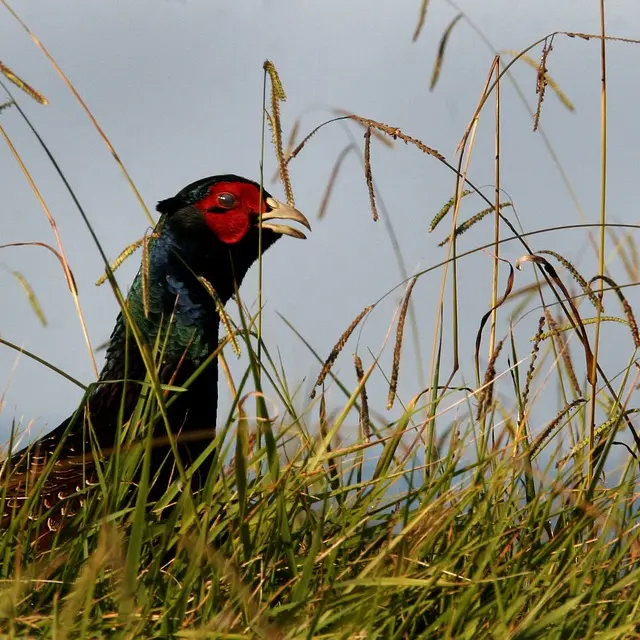 pheasant-393976_960_720