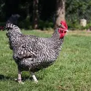 poules pondeuses