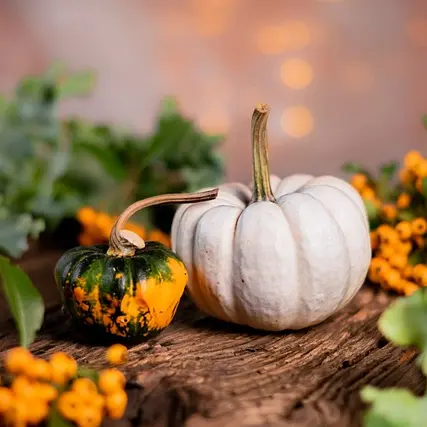 pumpkins-5641482_640