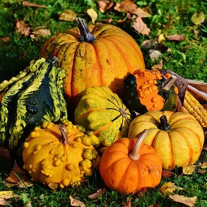 courges