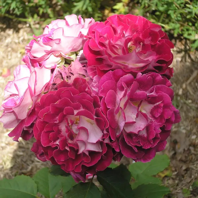 rose BMAS