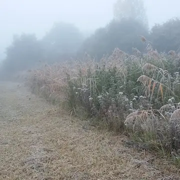 roselière-brouillard-RNR Mayrihnac Lentour