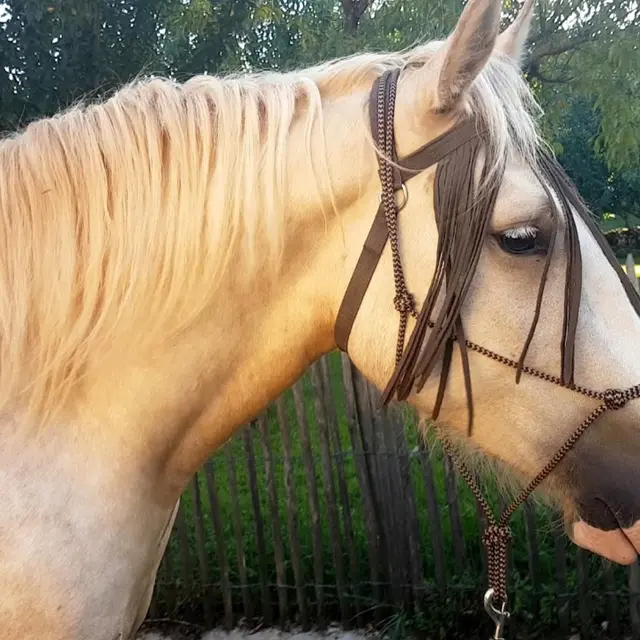 Centre équestre Saint Céré Equitation - St Jean Lagineste