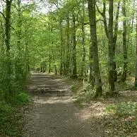 sorties forêt