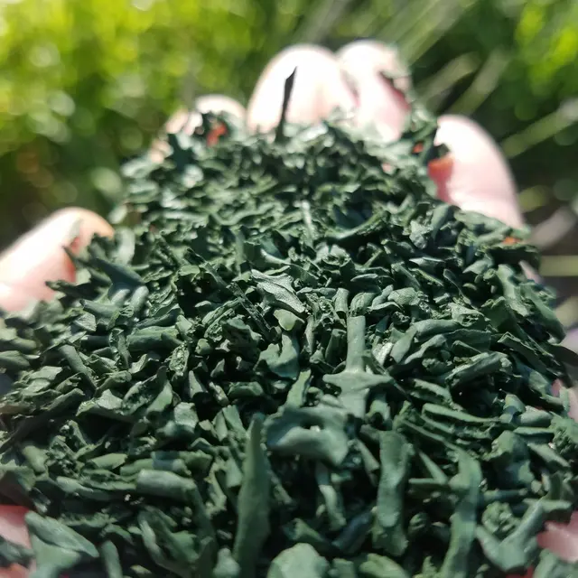 spiruline