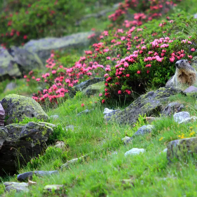 Observation des marmottes à La Pierre Saint-Martin